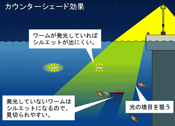 メバルを極める ケミホタルクラブ 九州釣り情報