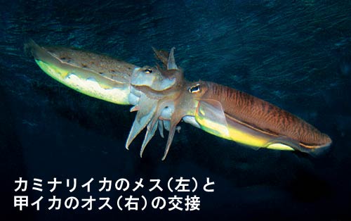 イカを極める ケミホタルクラブ アーカイブス 九州釣り情報